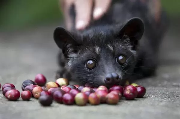 kopi luwak.jpg